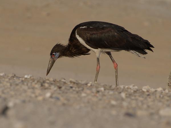 Abdim's stork (Ciconia abdimii)